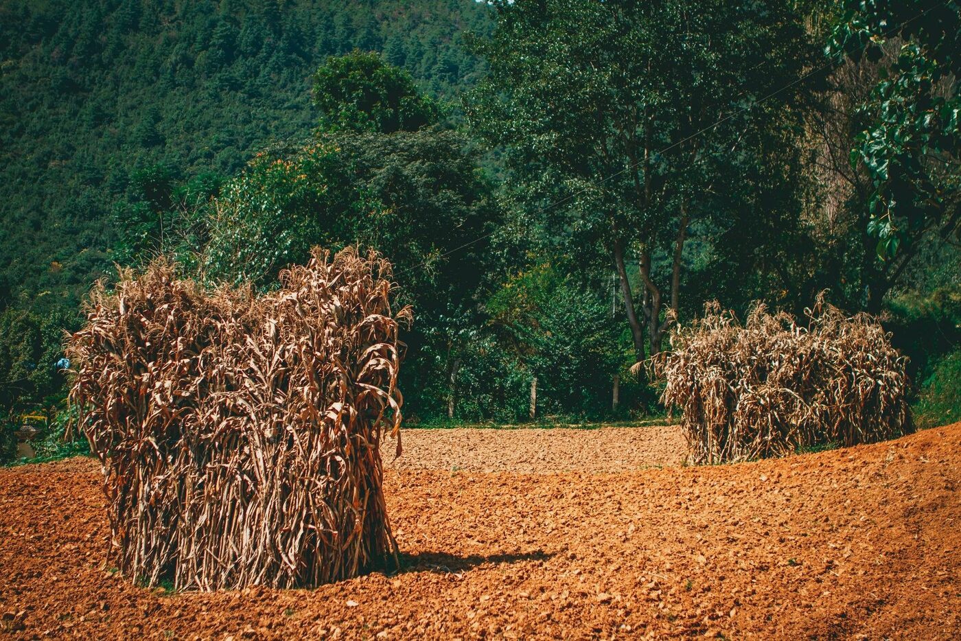 Recursos naturais usados de forma sustentável na agricultura